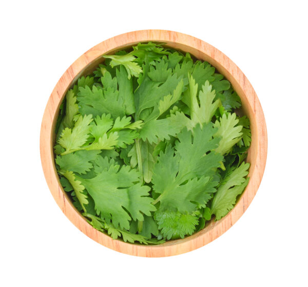 Cilantro (Coriander Leaves)